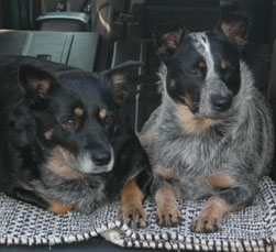 Sass and Pip take a Hummer for a test drive
